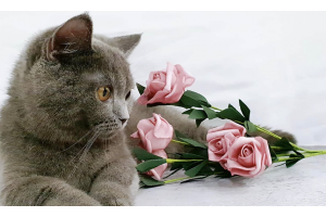 Everything You Need To Know About Dusty (the Munchkin-British Shorthair Cat) 